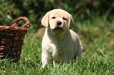 LABRADOR 1187